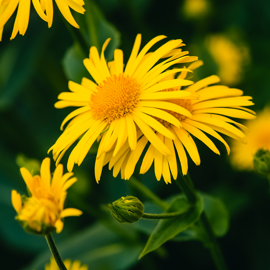 Photo of yellow arnica flowers with a blurred green background