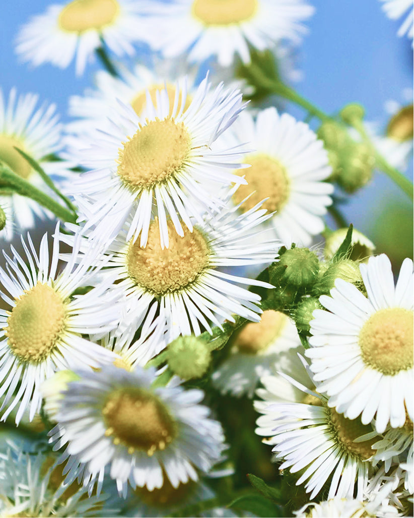 Close-up of white flowers with yellow centers against a blue sky.
