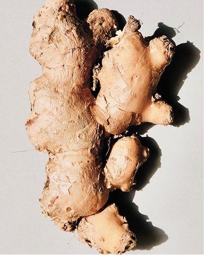 Ginger root on a light gray background