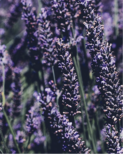 Close-up of lavender flowers with a blurred background