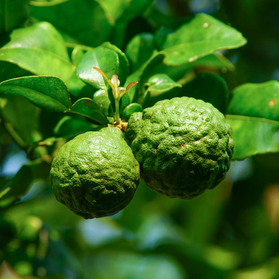 Two small, pear-shaped Citrus bergamia fruits with thick, bumpy rind that is yellowish-green in color. The fruit is shown whole displayed with green leaves in a tree. 