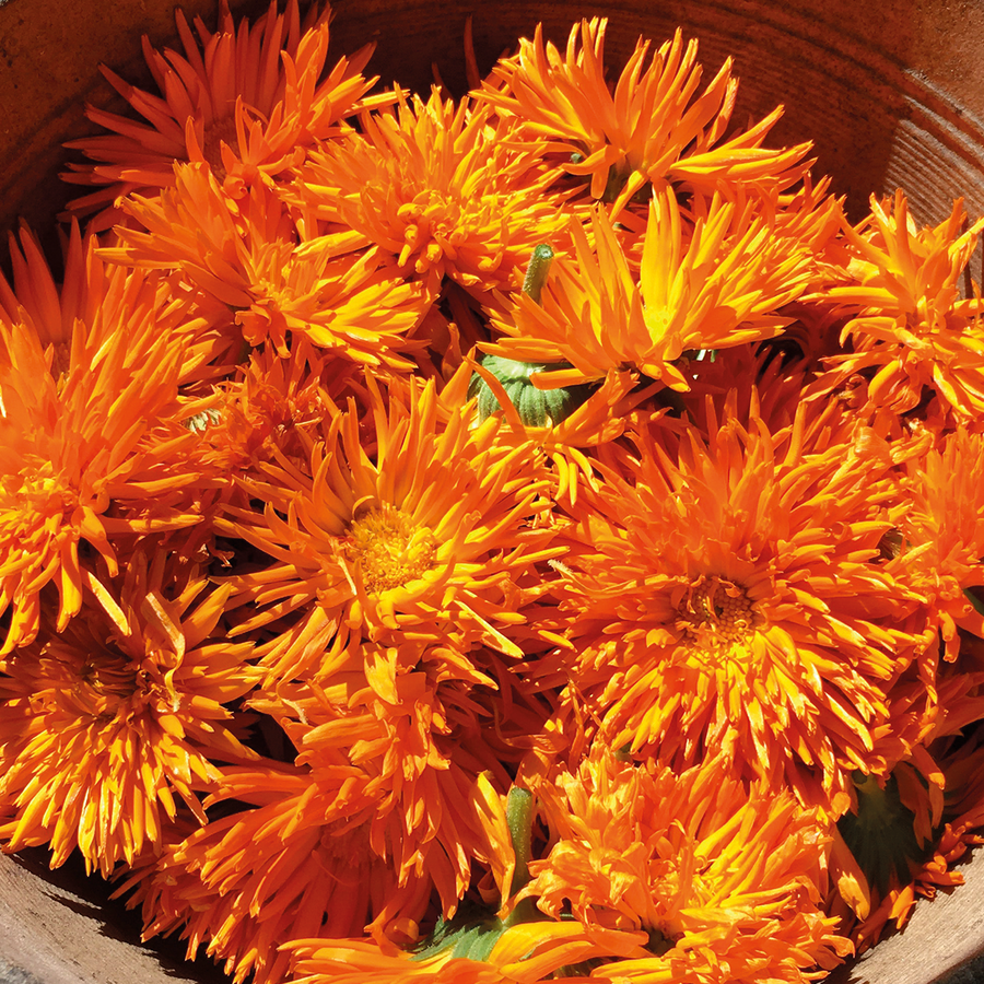 Bright orange and yellow calendula flowers blooms in a tan container