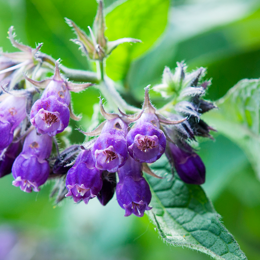 A close-up shot of a common comfrey plant, featuring large, rough, lance-shaped dark green leaves and clusters of small, bell-shaped purple and pink flowers hanging from a sturdy, hairy stem