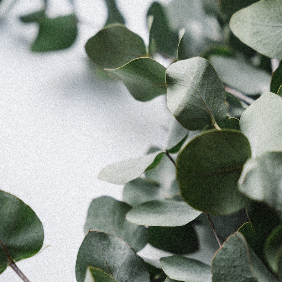 A close-up photo of a eucalyptus branch with muted green, oval-shaped leaves and a waxy, bluish-grey tint.