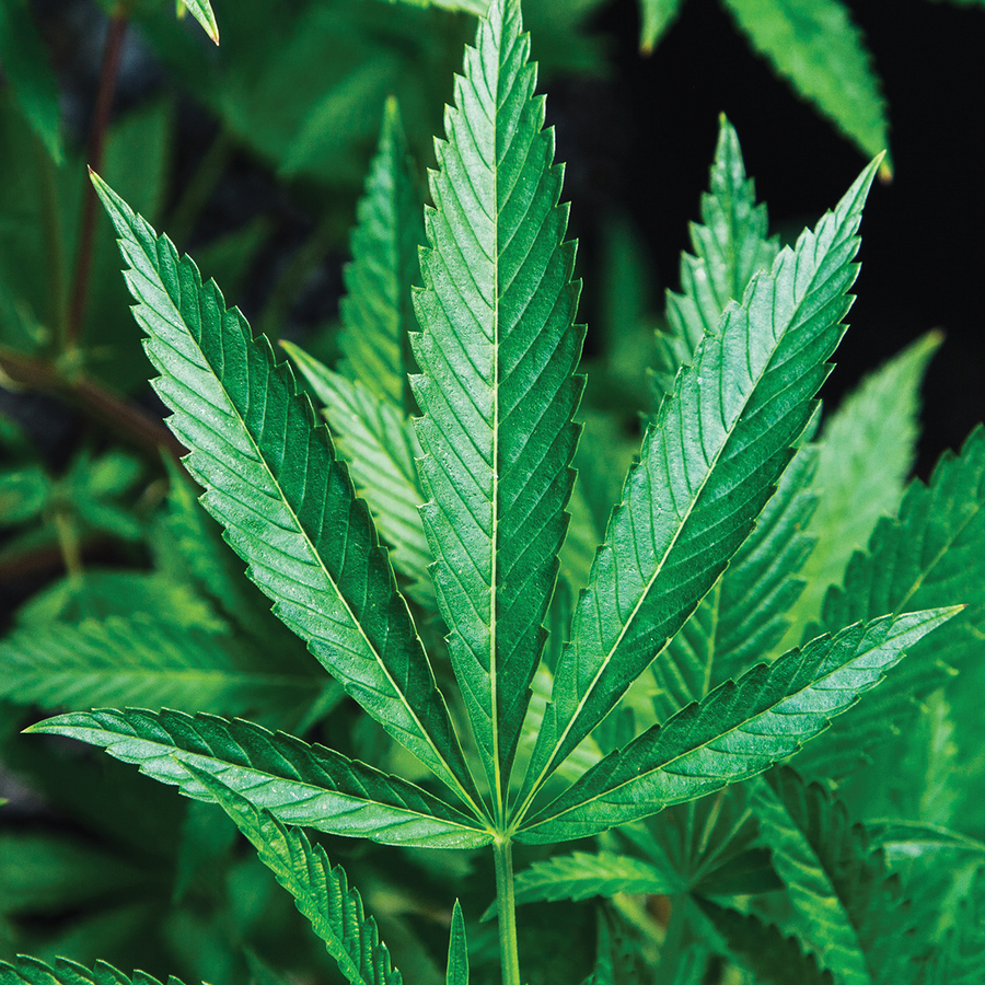 Green distinct, serrated, palmate leaves of a hemp plant with blurred hemp plants in the background