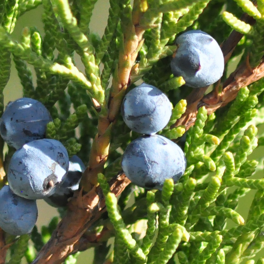 Close-up of a juniper branch with dark blue, waxy berries, nestled among sharp, needle-like green needles.