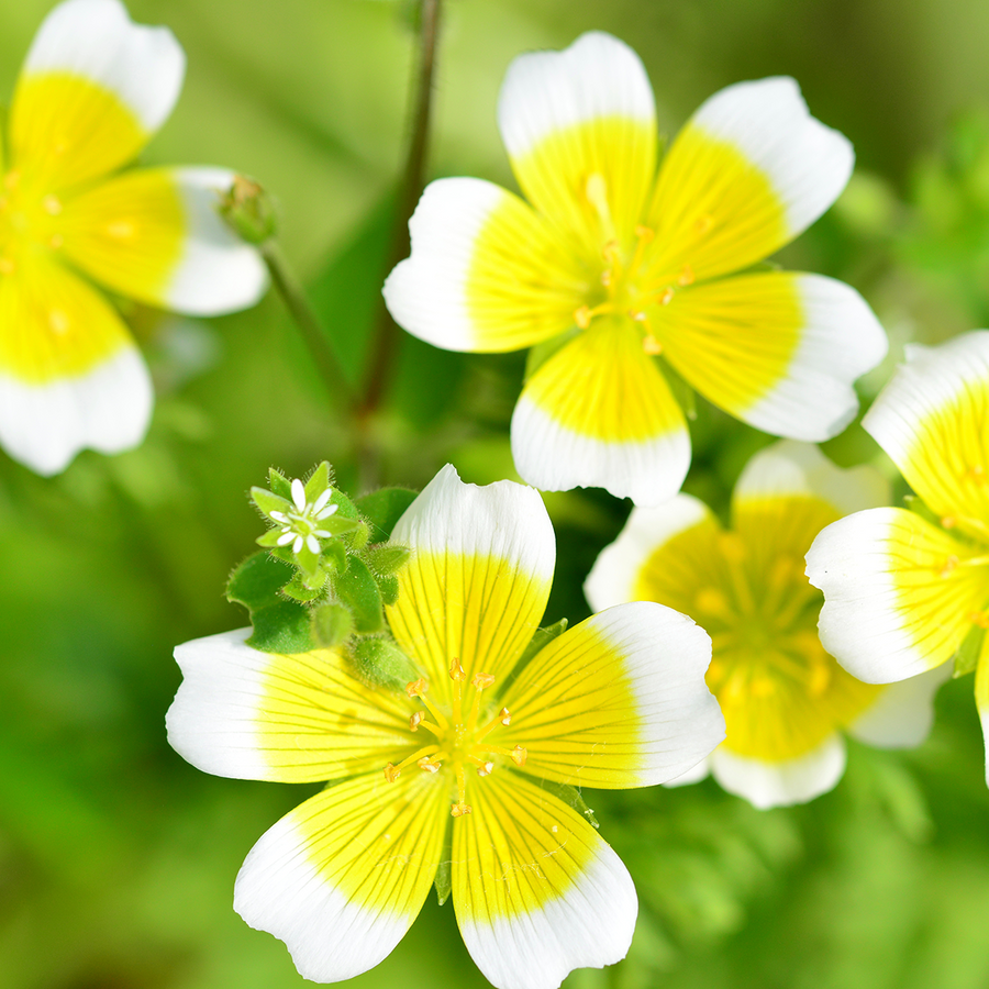 Small, cup-shaped wildflowers with five white petals that have bright yellow bases, creating a two-toned appearance on a green background.