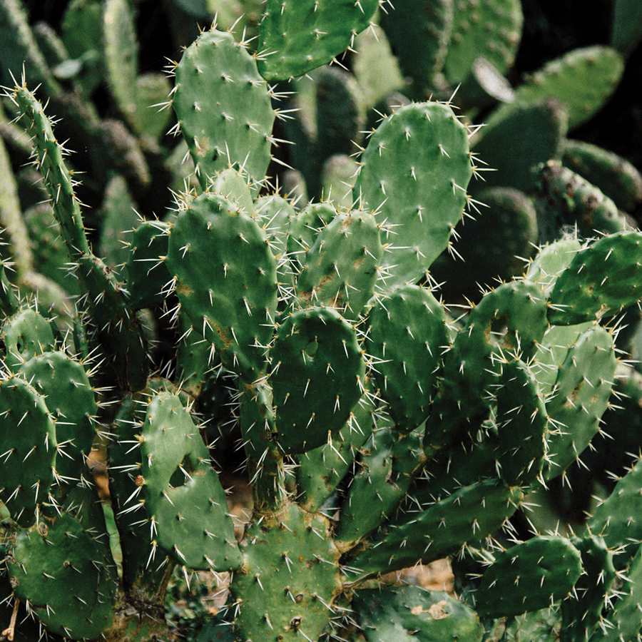 Close-up of a green cactus plant with spines