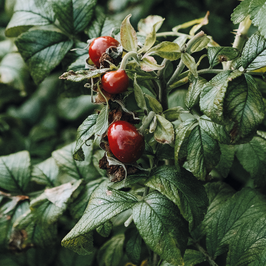  A close-up shot of several, small, round to oval-shaped rose hips hanging from a thorny green branch, displaying a vibrant glossy red-orange color.