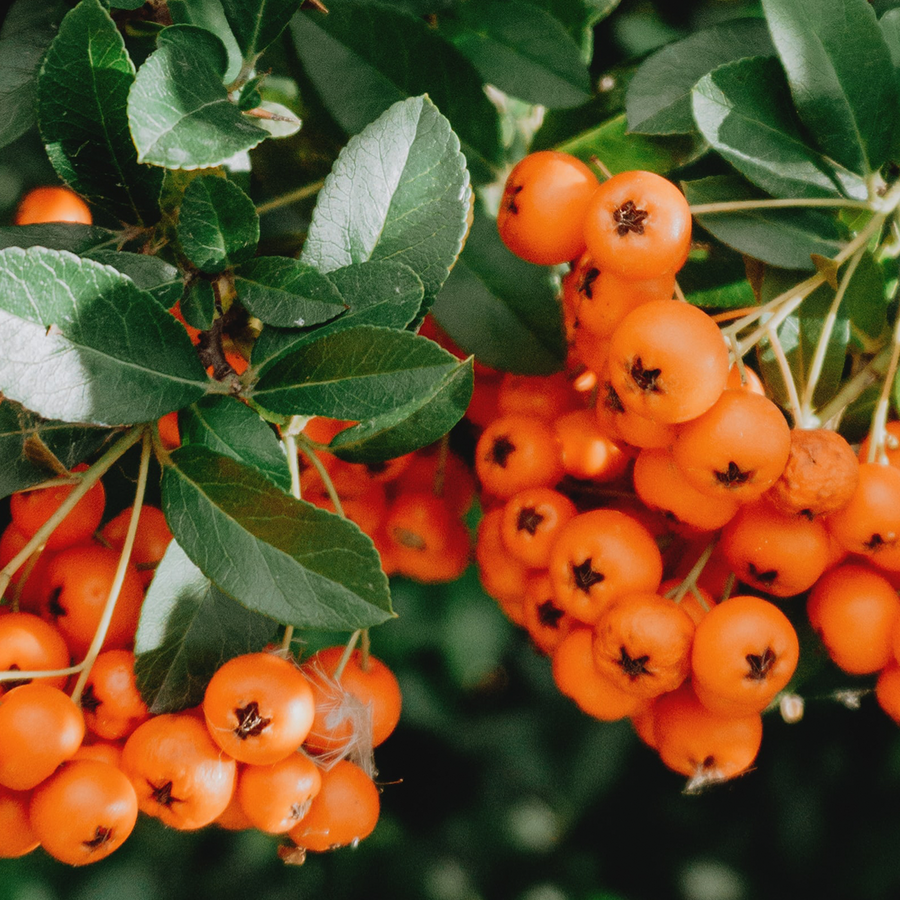 Bright orange, clustered sea buckthorn berries on a thorny branch with silvery leaves.