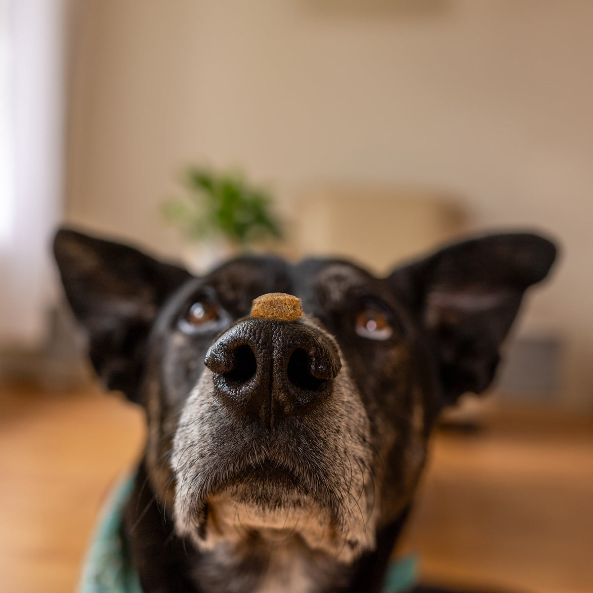 Dog with a treat on its nose in a home setting