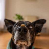 Dog with a treat on its nose in a home setting