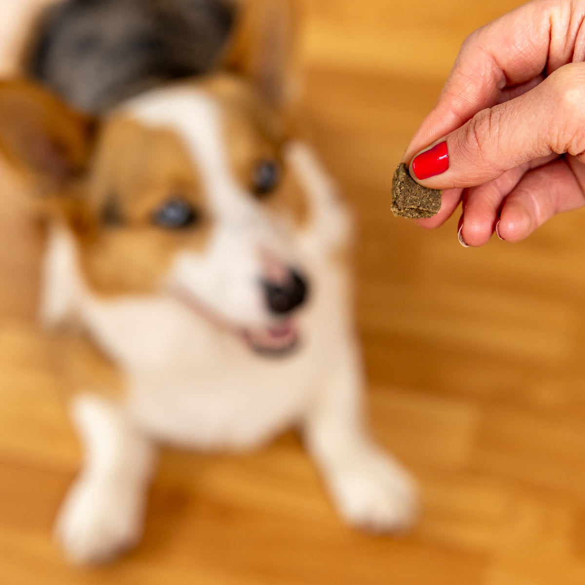 Dog eagerly anticipating a treat held by a person's hand on a wooden floor.